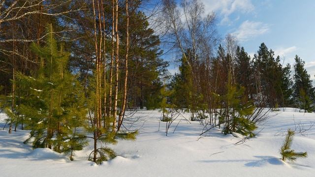 Молодой лес в глубоком снегу. Лесная идиллия. Пение птиц и шелест ветра.