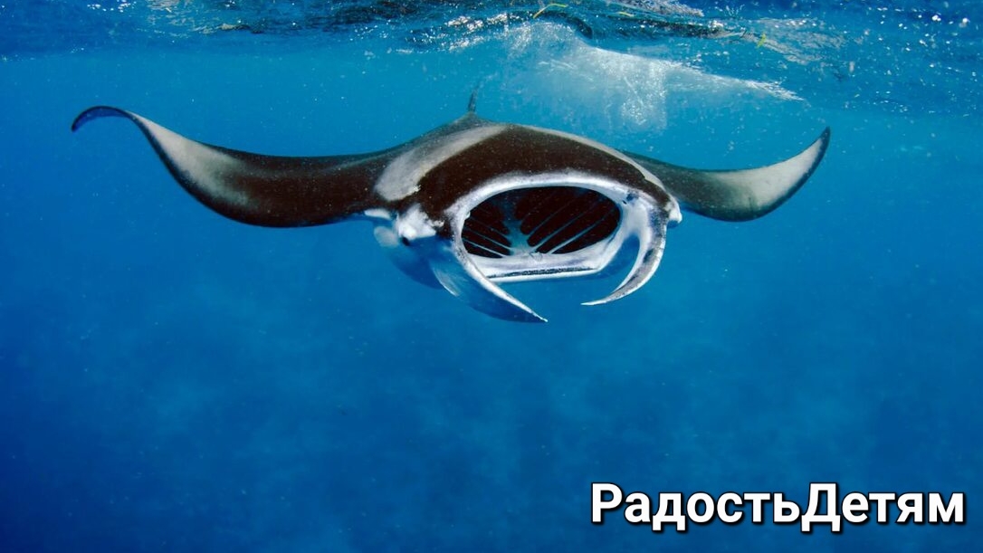 Морской дьявол для детей