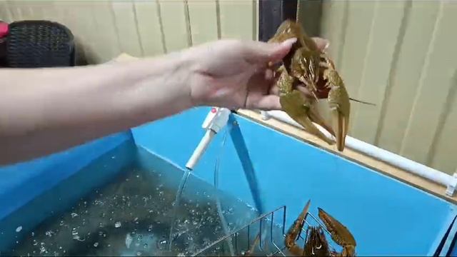 донской рак Ставрополь-Михайловск