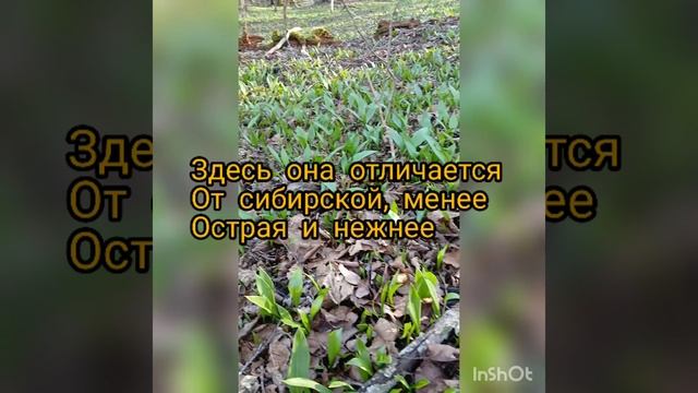 Собираю черемшу