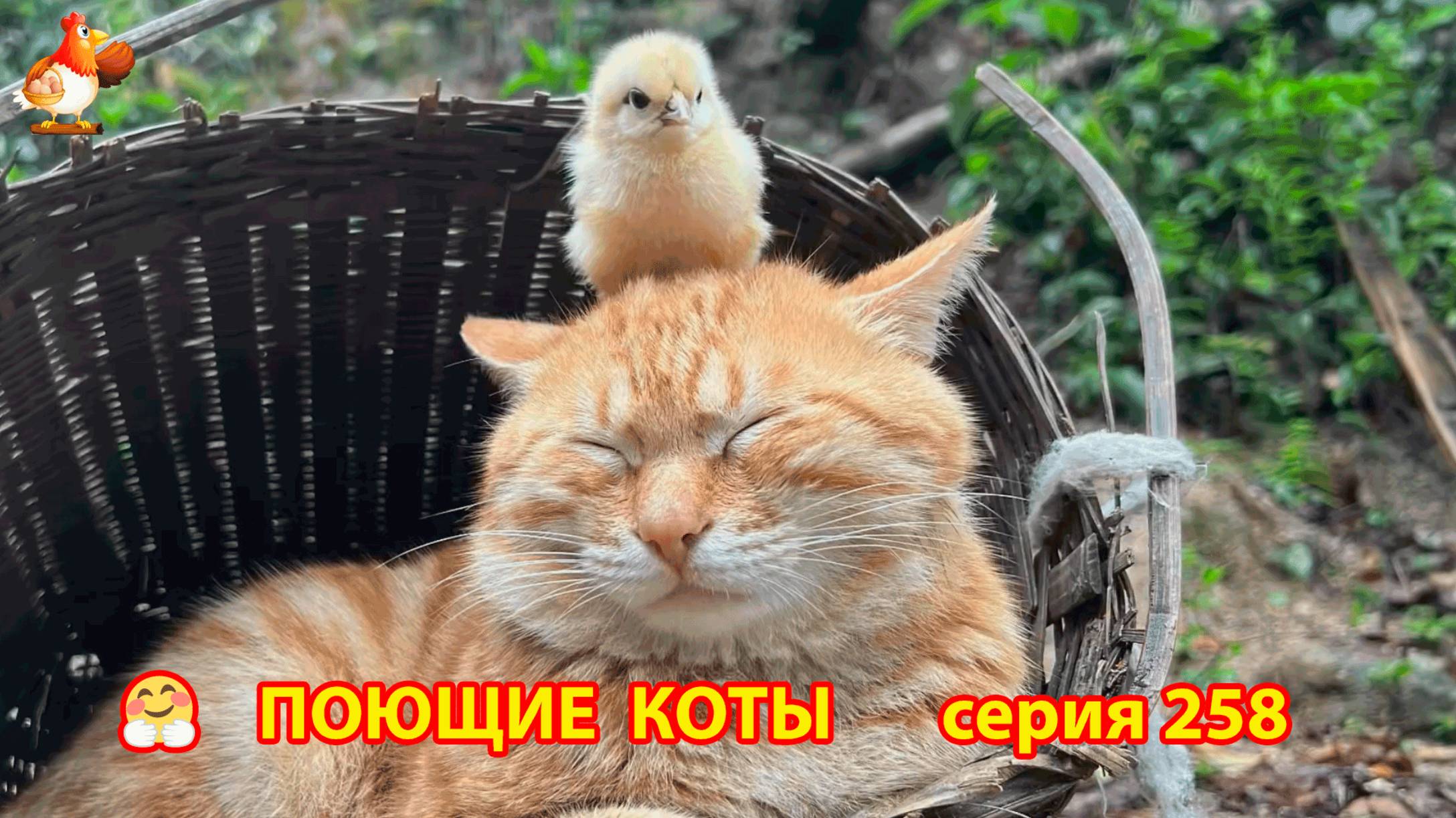 Крутые коты у птичьего двора серия (258) 🐈🐈😹 Природа Абхазии и подворье с птицами и животными ❣
