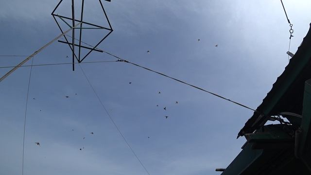 15.03.25 г. Андижанские голуби, посадка (1)