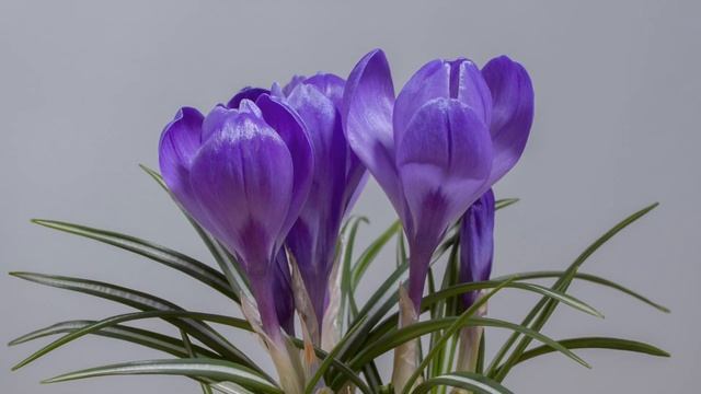 Blossom Bloom 4K Timelapse | Free Public Domain Video + Download Link