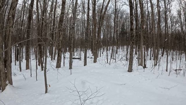 Лесное мгновение в чудесном зимнем лесу. Релакс видео заповедной природы.