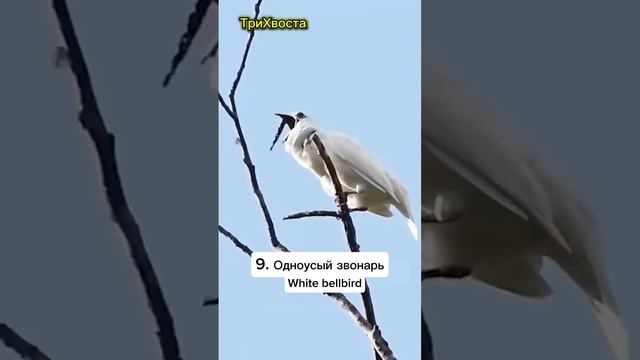 Волшебство птичьих голосов!)