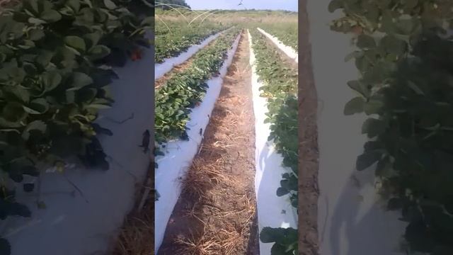 Мурано клубника белореченск