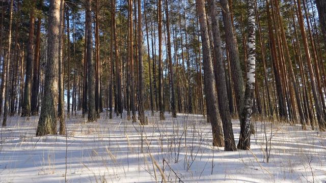 Лесной релакс. Тихий шелест ветра. Безмятежная трава. Видео в 4К.