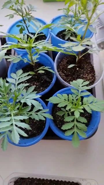 Бархатцы через рассаду 💐 цветение в начале лета обеспеченно ✔️