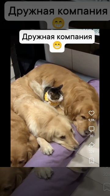 Смешные коты