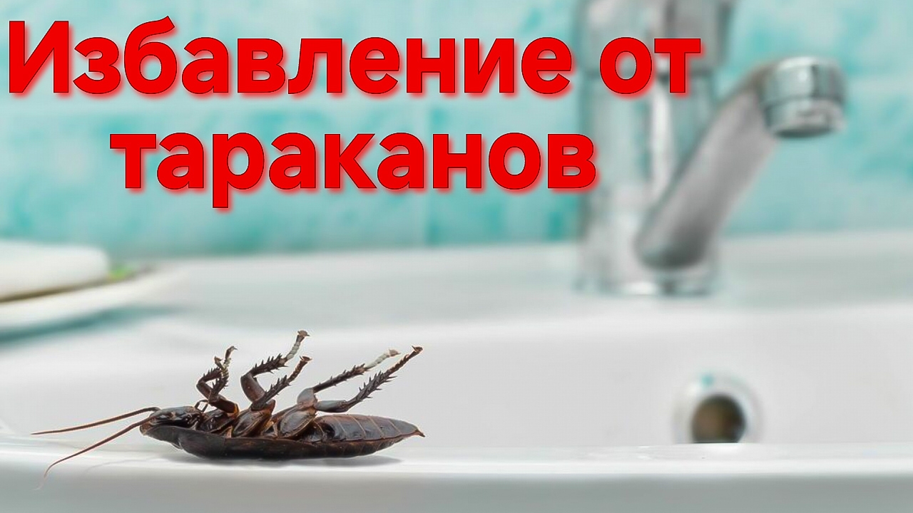 ЭФФЕКТИВНОЕ НАРОДНОЕ СРЕДСТВО ОТ ТАРАКАНОВ..Безотказные средства.