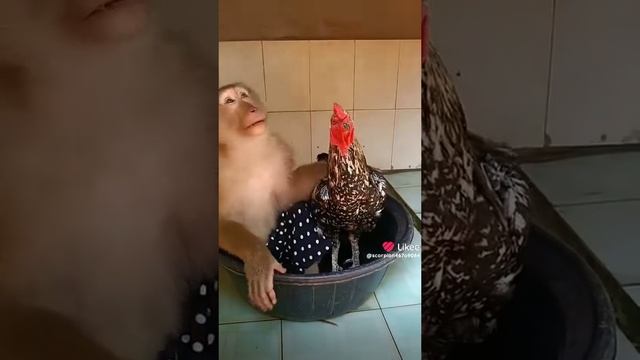 #смешное#прикольное#видео#коты#собаки#кошки#попугаи#обезьяны#сучастиемлюдей#смешныемоменты#идругиежи