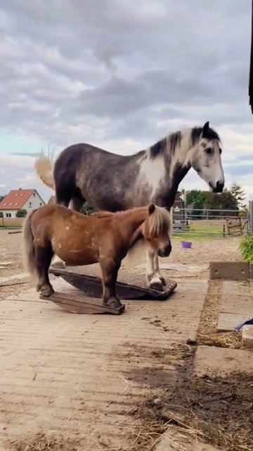 Лошадки и качели