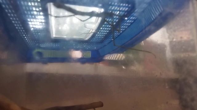Ручные Инопланетяне...