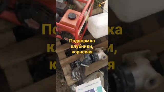 Кормление клубники, корневая подкормка клубники 50 теплиц