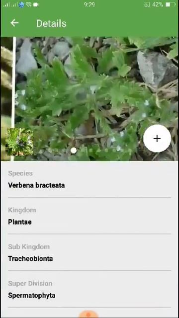 PlantSnap identifies a Bigbract Verbena (Verbena bracteata)