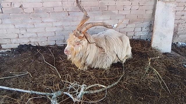 Снова зима в марте пришла.🐐🦮🐎