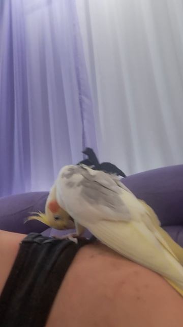 #попугай #корелла в шлейке #parrot #birds #cockatiel #corella #шлейка