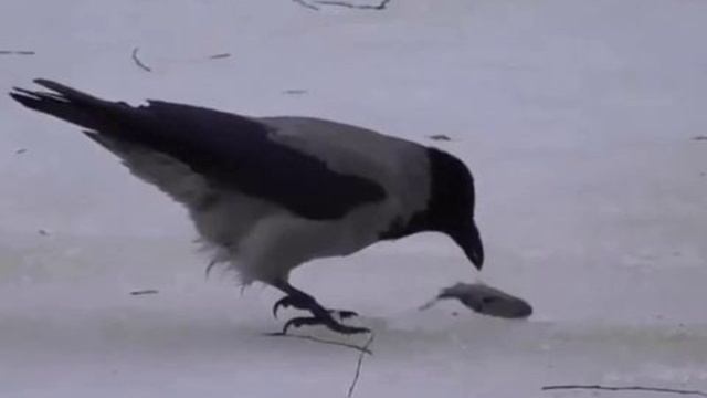 Сидела на суку ворона. стих в прозе