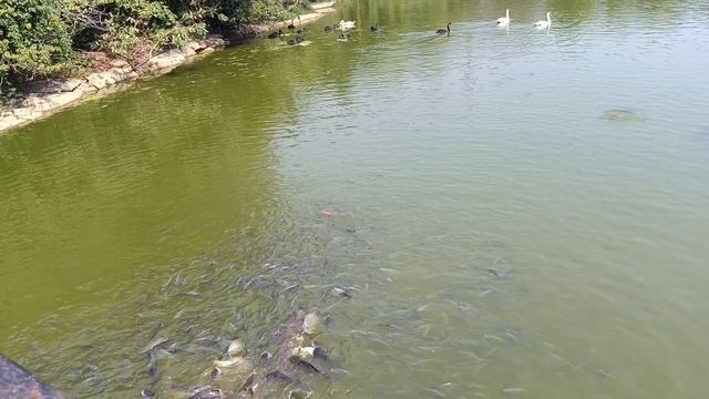 Вин Перл Сафари парк Фукуок 3 часть