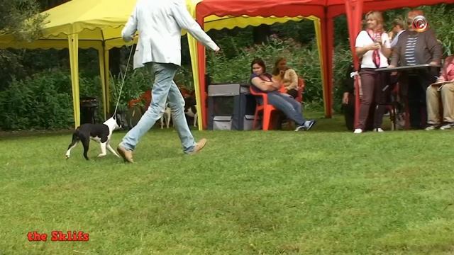 Speсialty show rank Club Winner 14.08.2016   Моно 2016