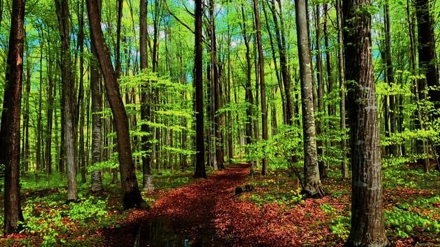 Неспешная прогулка по летнему лесу. Яркие краски природы. Видео для хорошего сна.