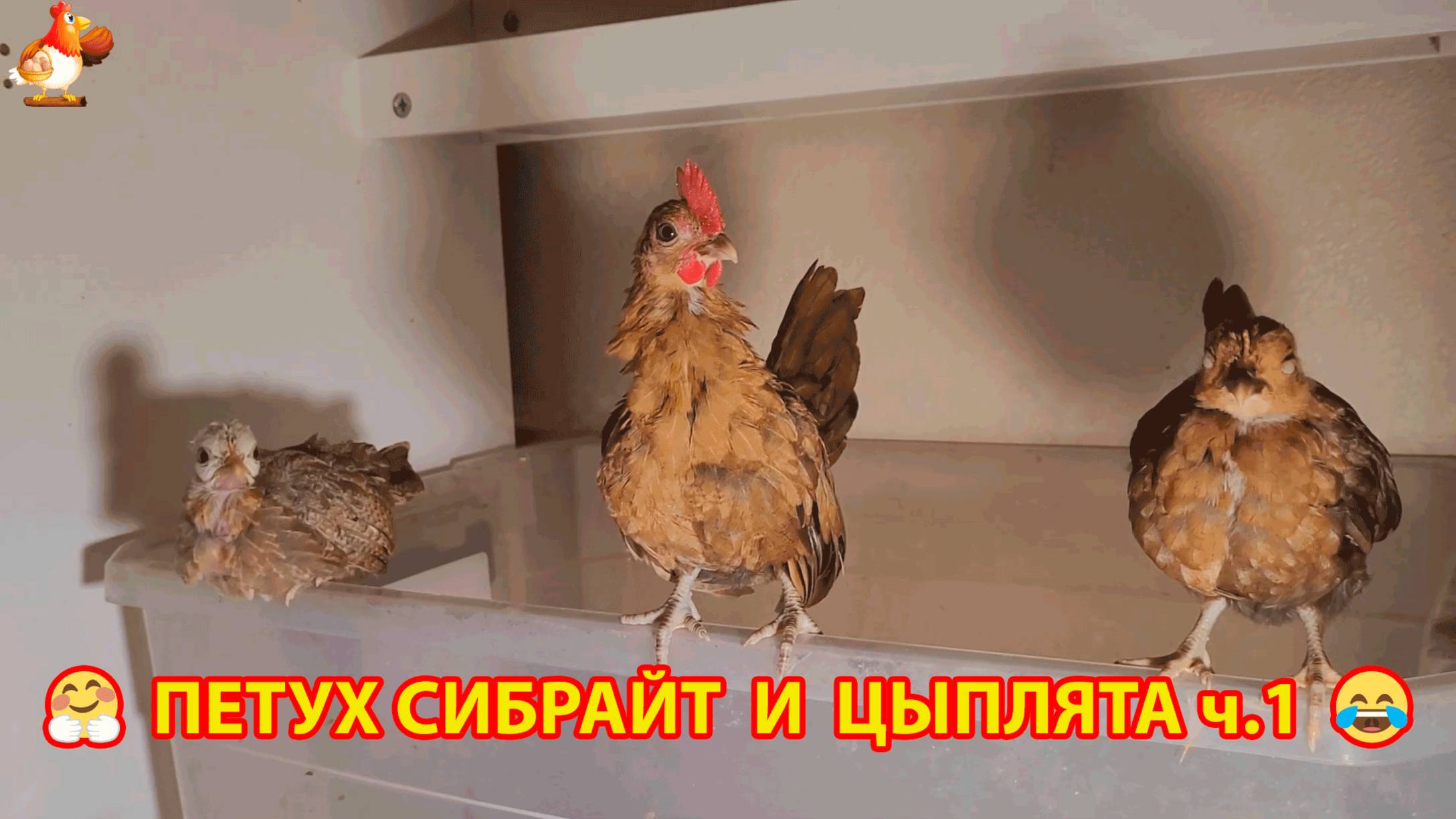 Взрослый петух Сибрайт и обычные цыплята в 6 недель ч.1 ❣️🤗😂
