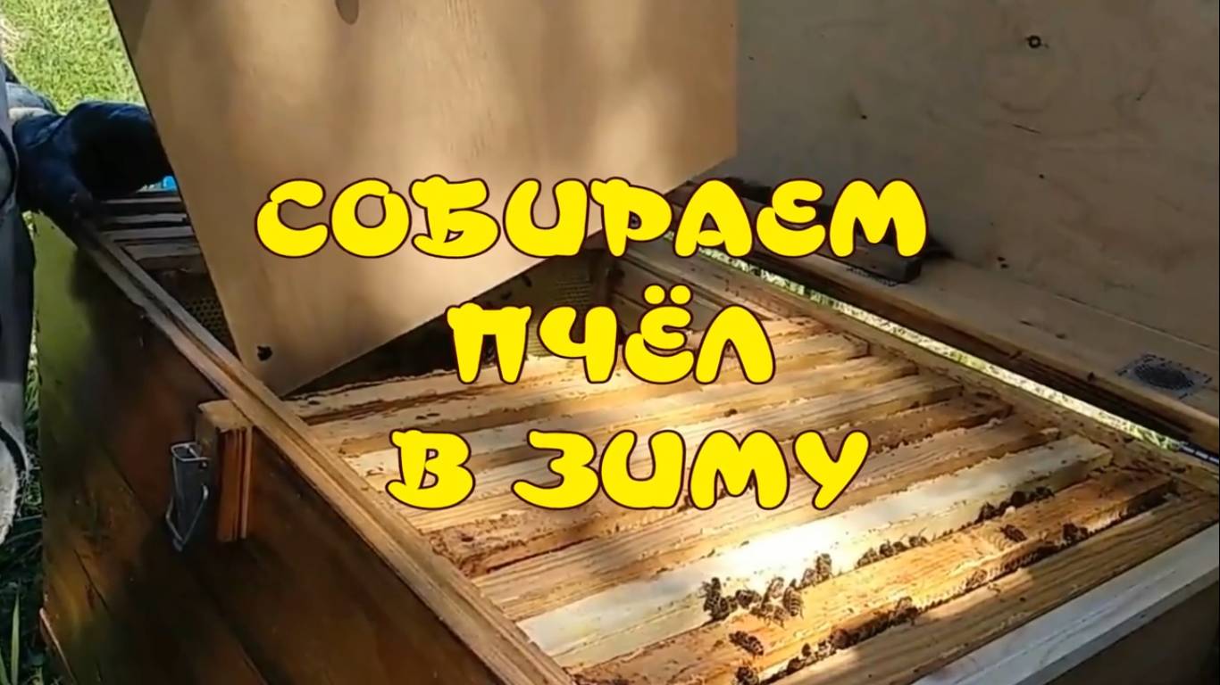 СОБИРАЕМ ПЧЁЛ В ЗИМУ