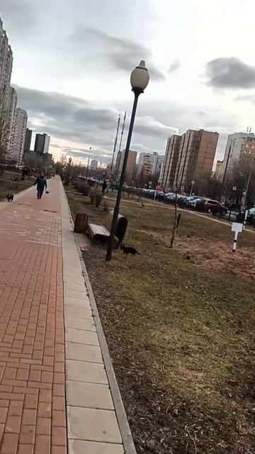 Русский той Дина — охотница.