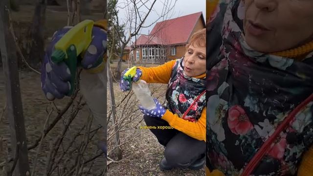 Обрабатываем  КУСТЫ СМОРОДИНЫ!
