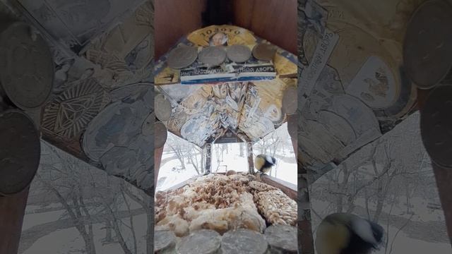 1000038297.mp4Кормушка.16.03.2025г.