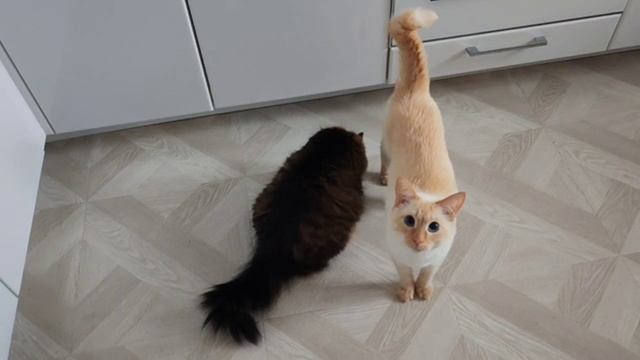 кошаки#7