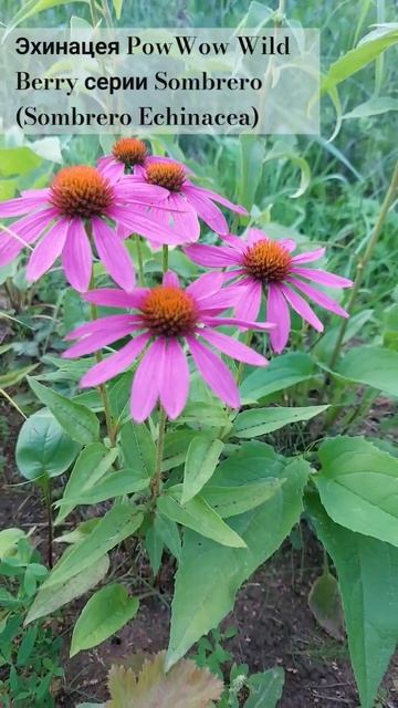 Эхинацея PowWow Wild Berry серии Sombrero (Sombrero Echinacea)