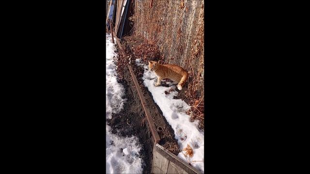 Кот. Фокс