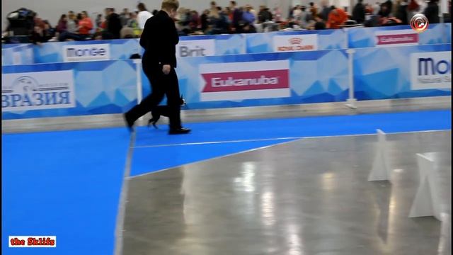 International Dog Show 'EURASIA 2019', Boston Terrier