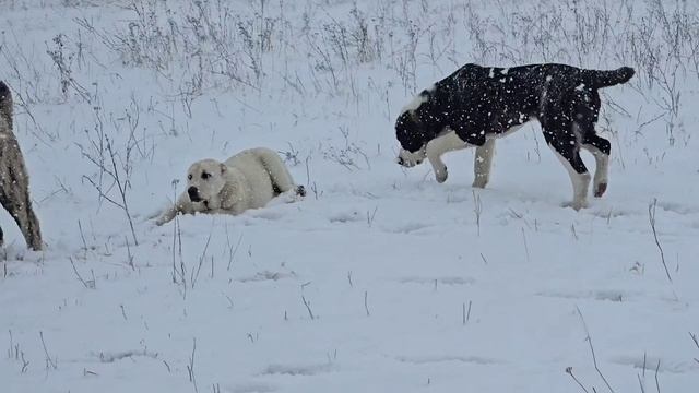 щенки алабая