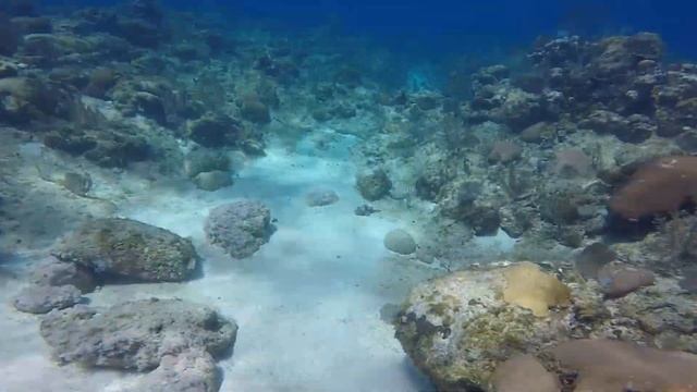Wandering Roatan HONDURAS