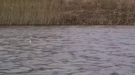 Ловим карасей в заброд на поплавок