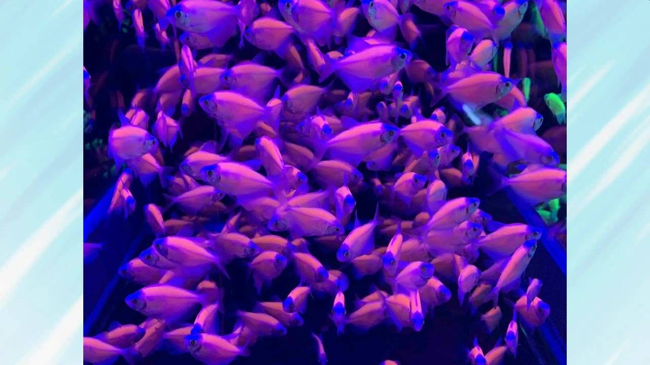 GloFish Эксперимент, который вышел из-под конт