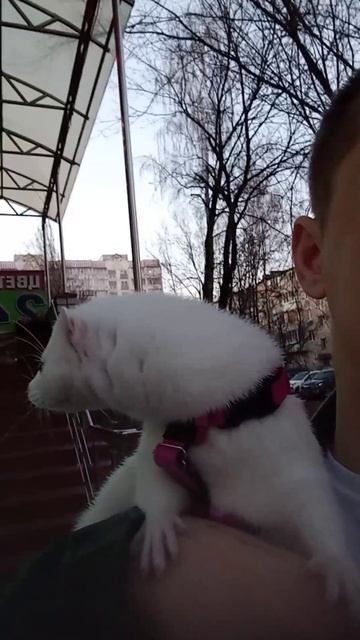 Гуляем.mp4