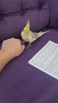 Снимаем шлейку с попугая #корелла #попугай #ручнойпопугай #parrot #birds #cockatiel #corella