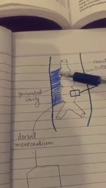 Formation & position of heart tube 2