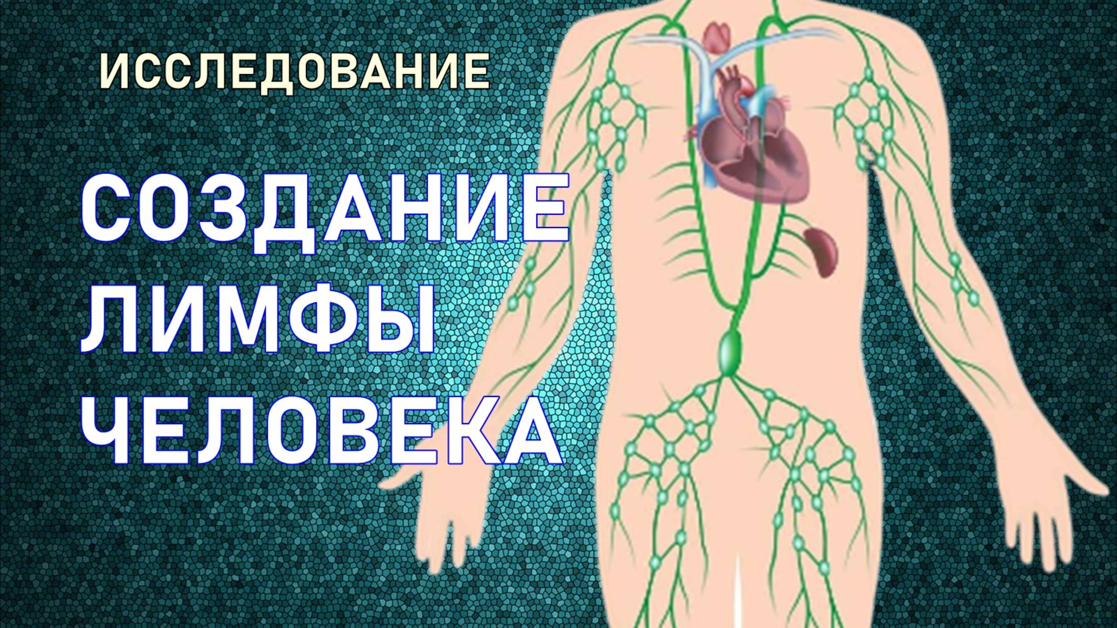 31 #ЛИМФА. СОЗДАНИЕ ЛИМФАТИЧЕСКОЙ СИСТЕМЫ ЧЕЛОВЕКА #ИССЛЕДОВАНИЕ #РЕГРЕССИВНЫЙ #ГИПНОЗ