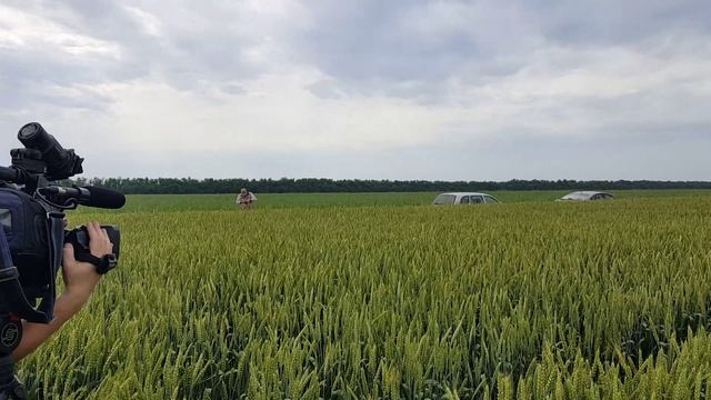 Кубань 24 по кукурузе