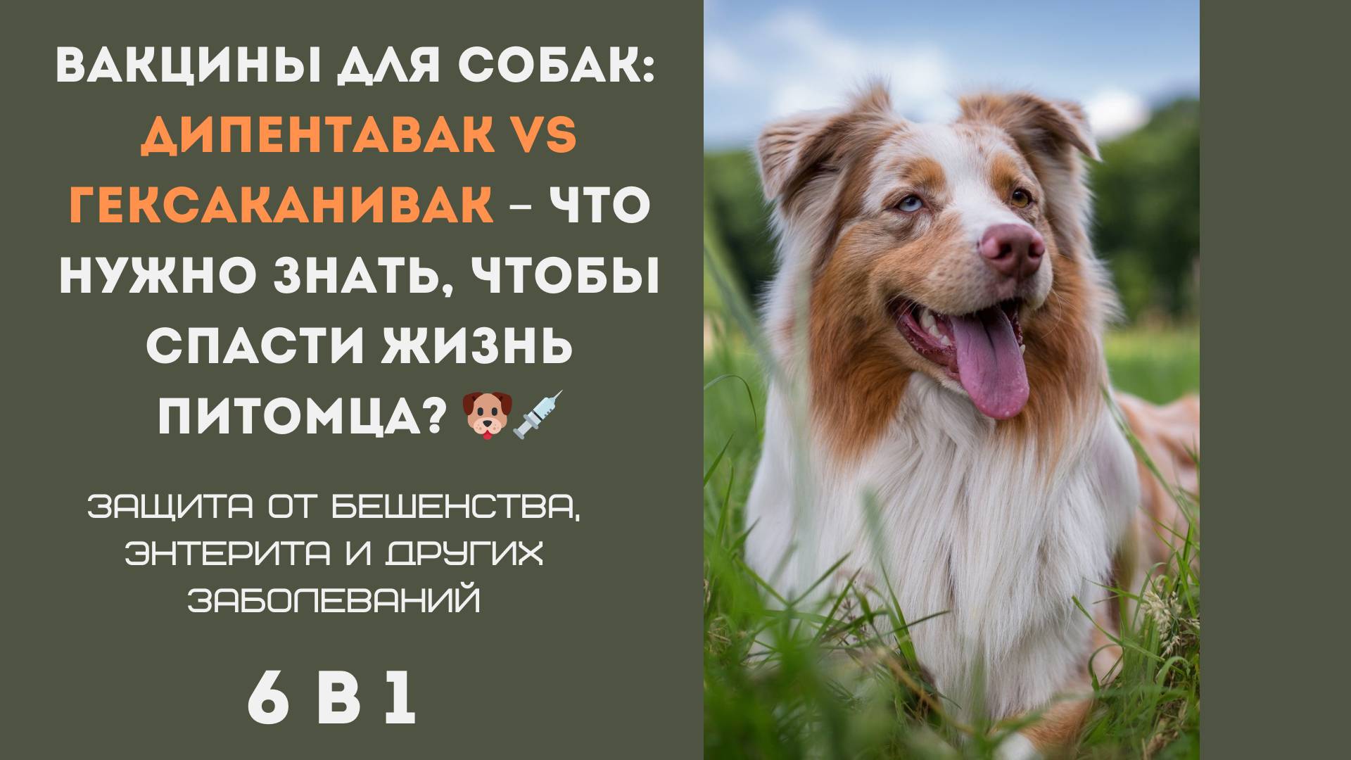 Вакцины для собак: Дипентавак vs Гексаканивак – Что нужно знать, чтобы спасти жизнь питомца? 🐶💉