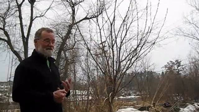 Pussy Willows in March with John Latimer