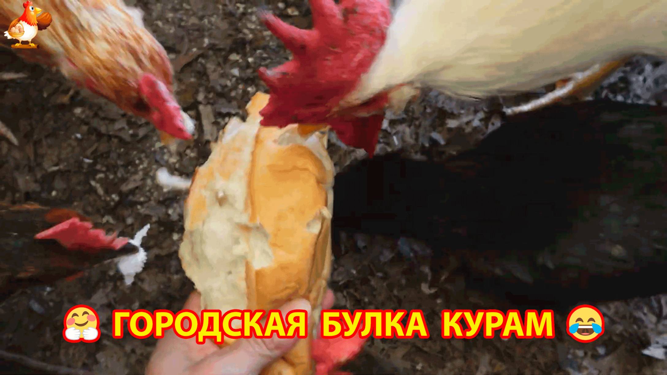 Городская булка курам несушкам понравилась ❣️🤗😂