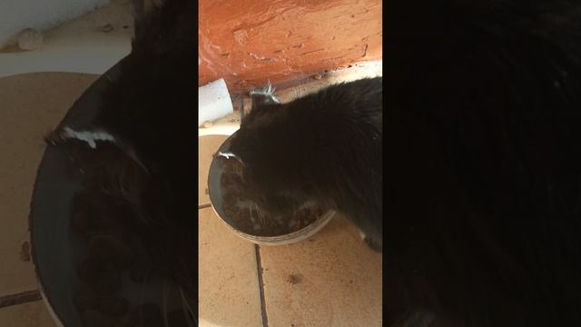 ВОЗВРАЩЕНИЕ БЛУДНОГО КОТА 1000043635.mp4