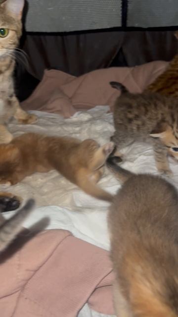 Шотландские котята