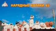 Нарядные Котики расслабляются на солнышке 🌞 🐈🐈⬛🐈 (65)