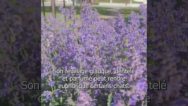 Parlons peu, parlons plantes - S1E4